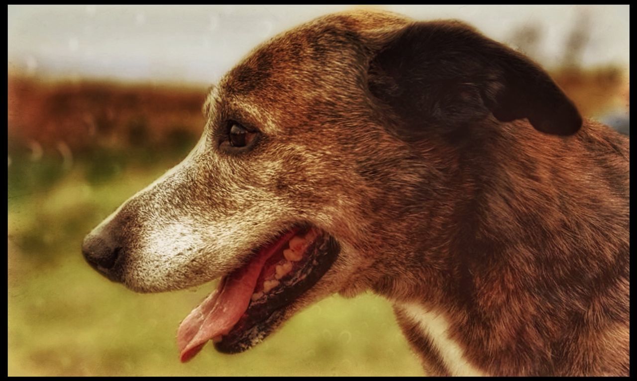 CLOSE-UP OF DOG LOOKING UP