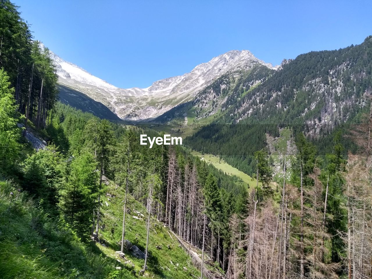 mountain, plant, scenics - nature, tree, beauty in nature, pine tree, environment, land, coniferous tree, pinaceae, landscape, sky, nature, forest, pine woodland, mountain range, travel, travel destinations, no people, walking, tranquil scene, green, tranquility, mountain pass, ridge, wilderness, non-urban scene, clear sky, trail, tourism, outdoors, day, snow, blue, adventure, mountain peak, leisure activity, woodland, summer, valley, sunny, activity, grass, cold temperature, backpacking, idyllic, footpath, meadow, sunlight, winter, vacation