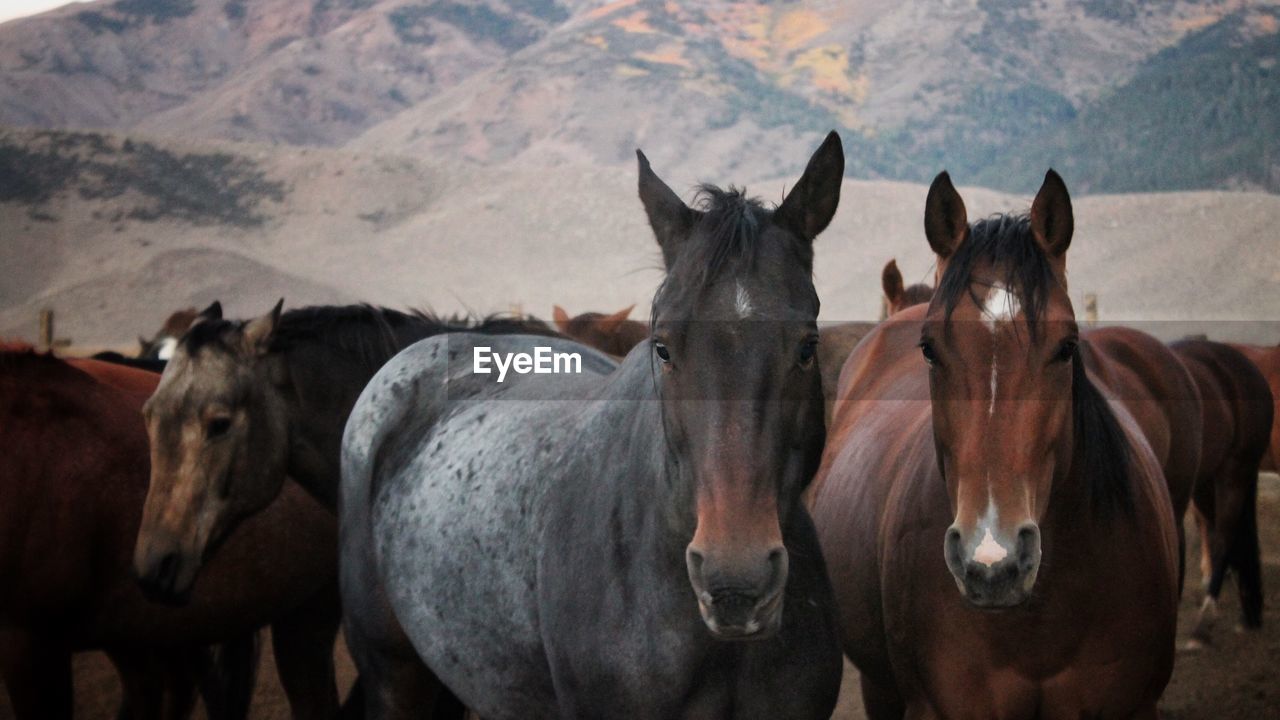 Horses on field against sky