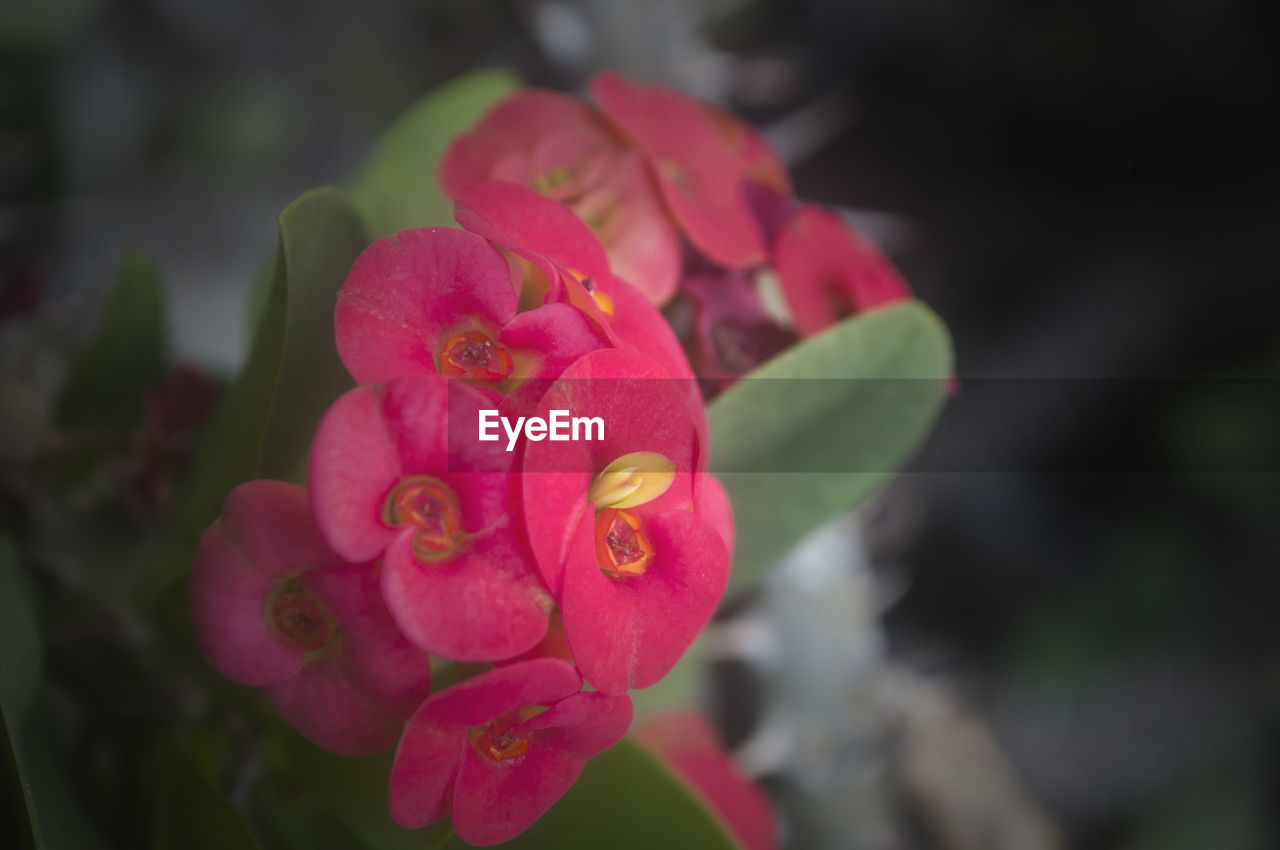 CLOSE-UP OF PINK FLOWERS