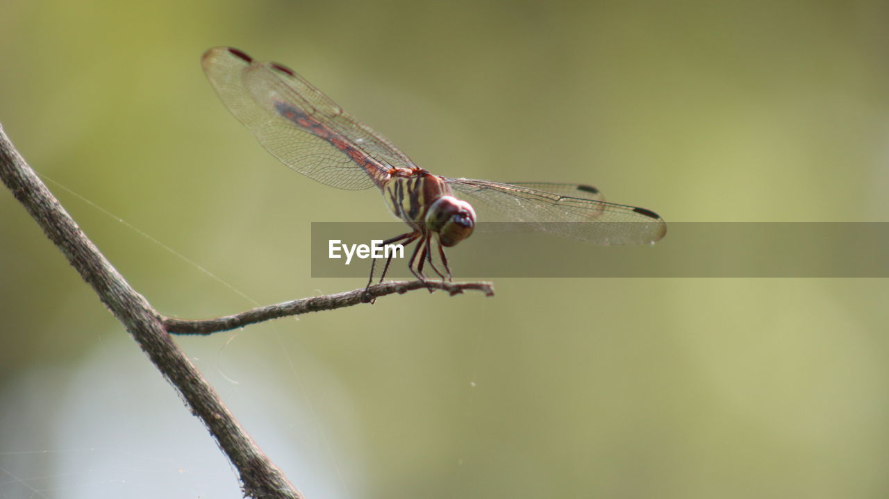 DRAGONFLY ON TWIG