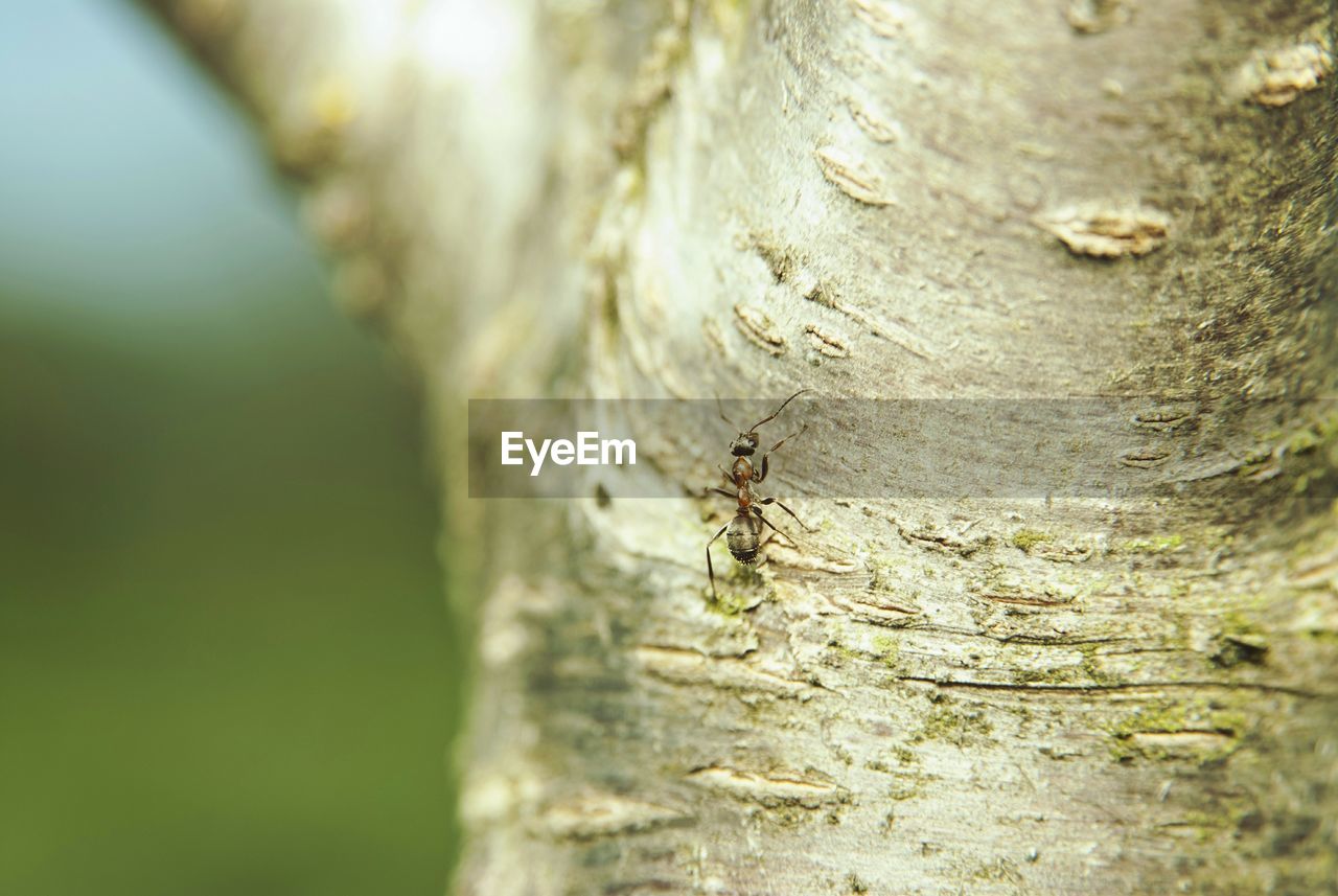 FULL FRAME SHOT OF TREE BARK