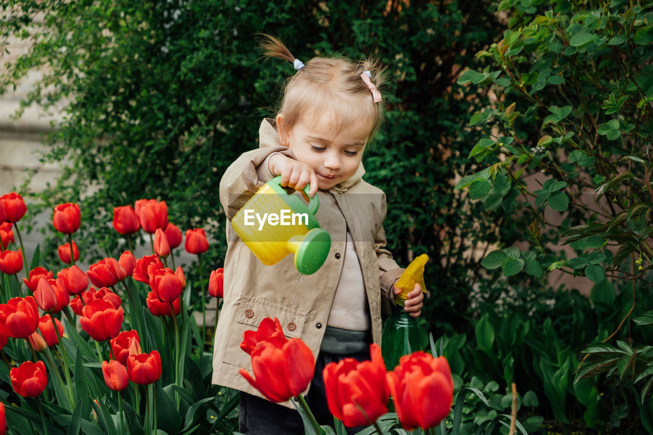 Spring gardening activities for kids. cute toddler little girl in raincoat watering red tulips