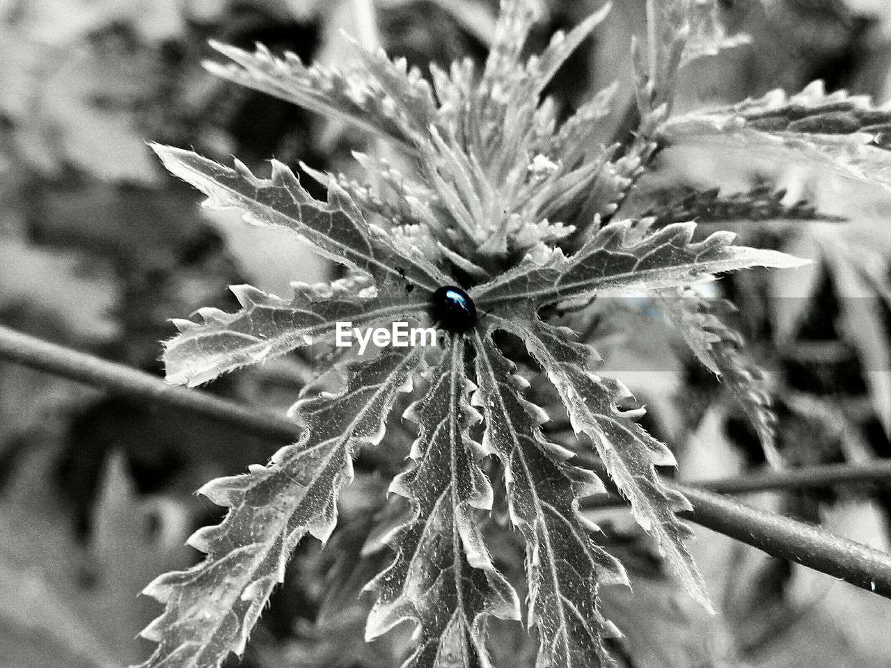 CLOSE-UP OF SPIKED PLANT