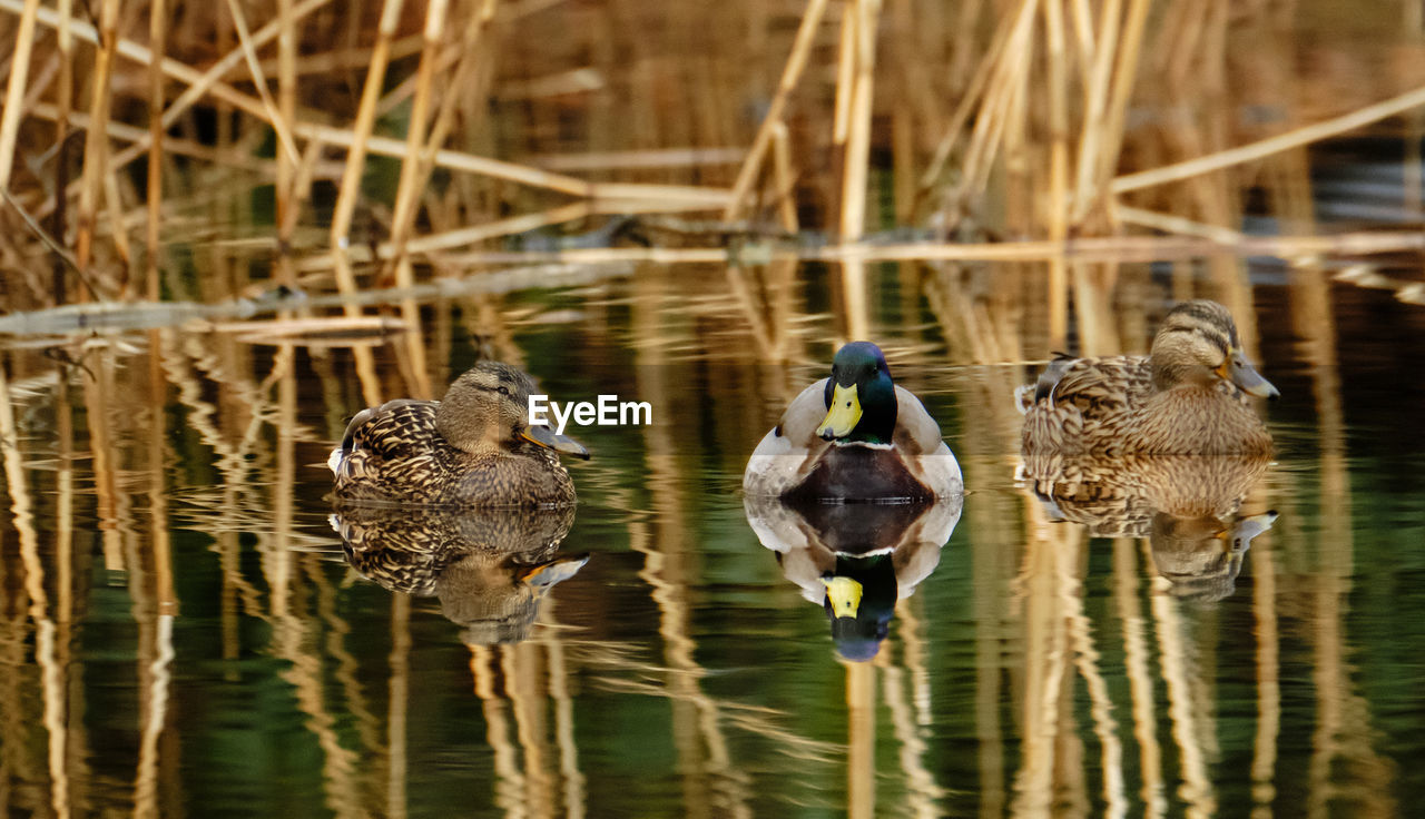 Ducks swimming in lake