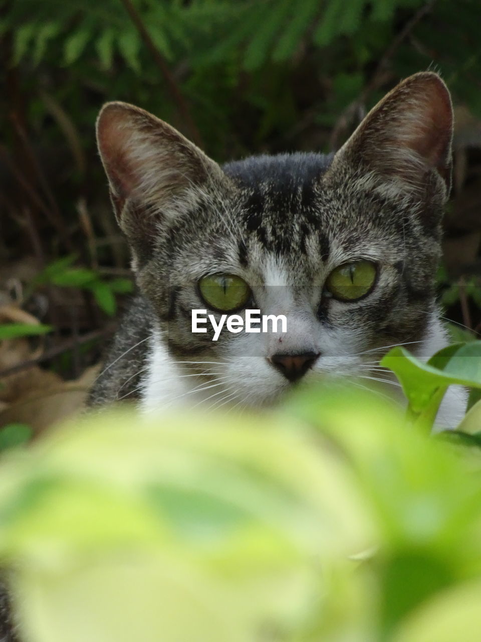 Close-up portrait of a cat