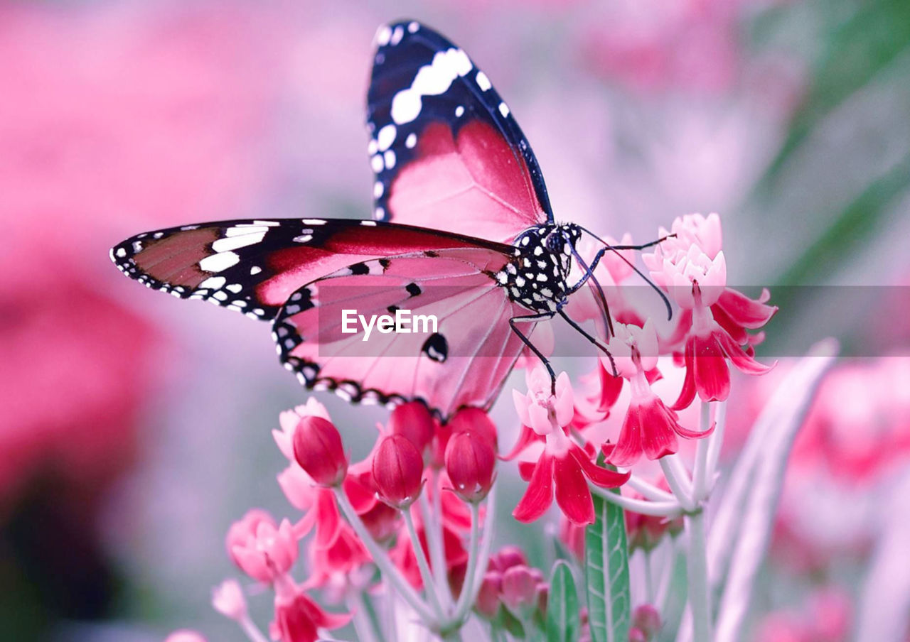 BUTTERFLY ON PINK FLOWER