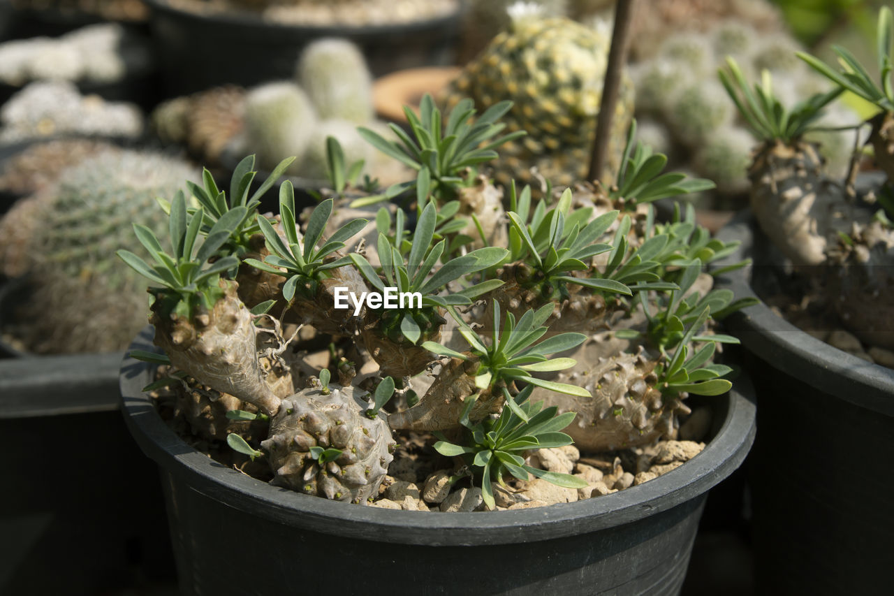 close-up of plants growing outdoors