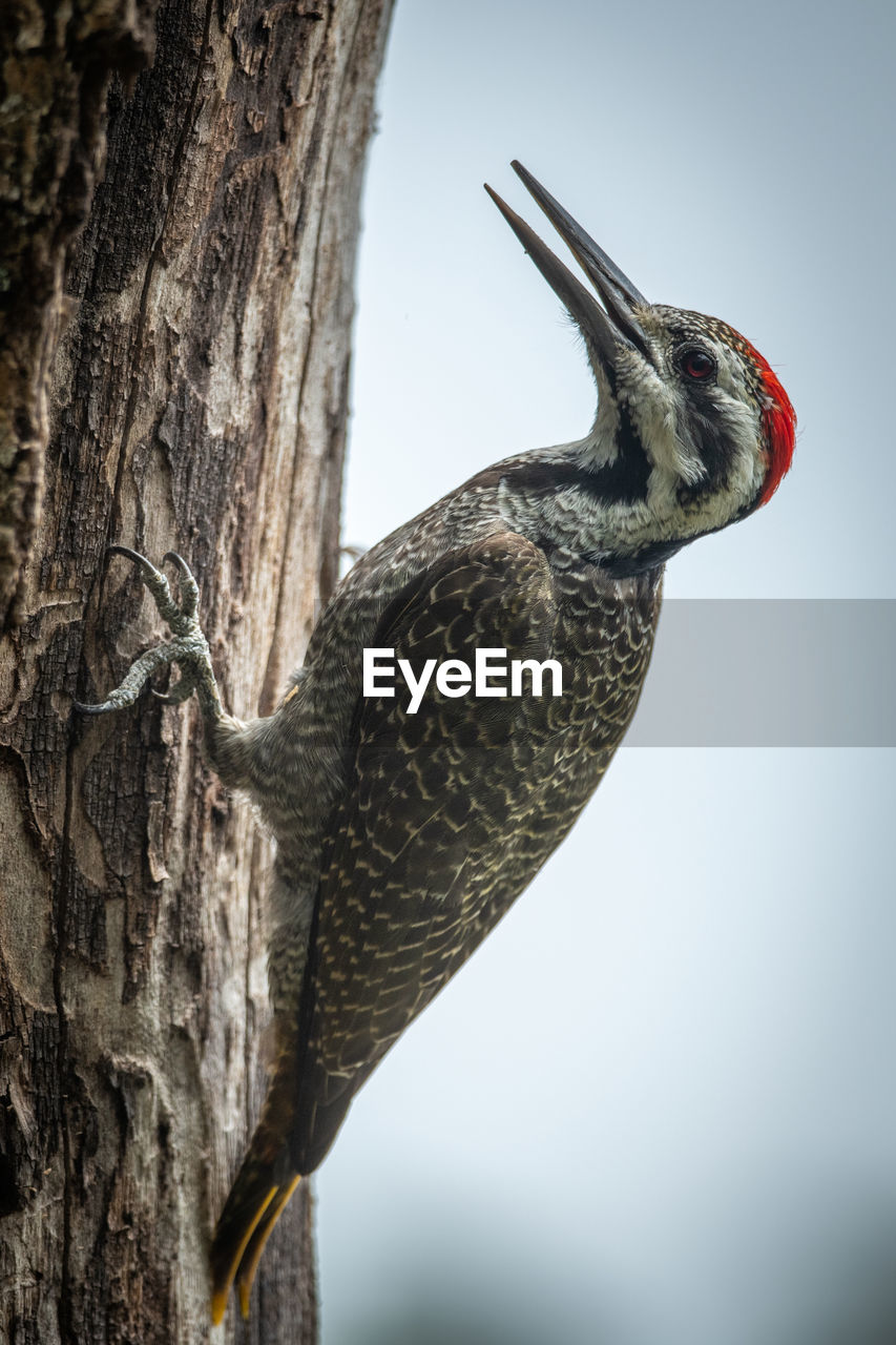 Side view of bird perching on tree trunk against sky