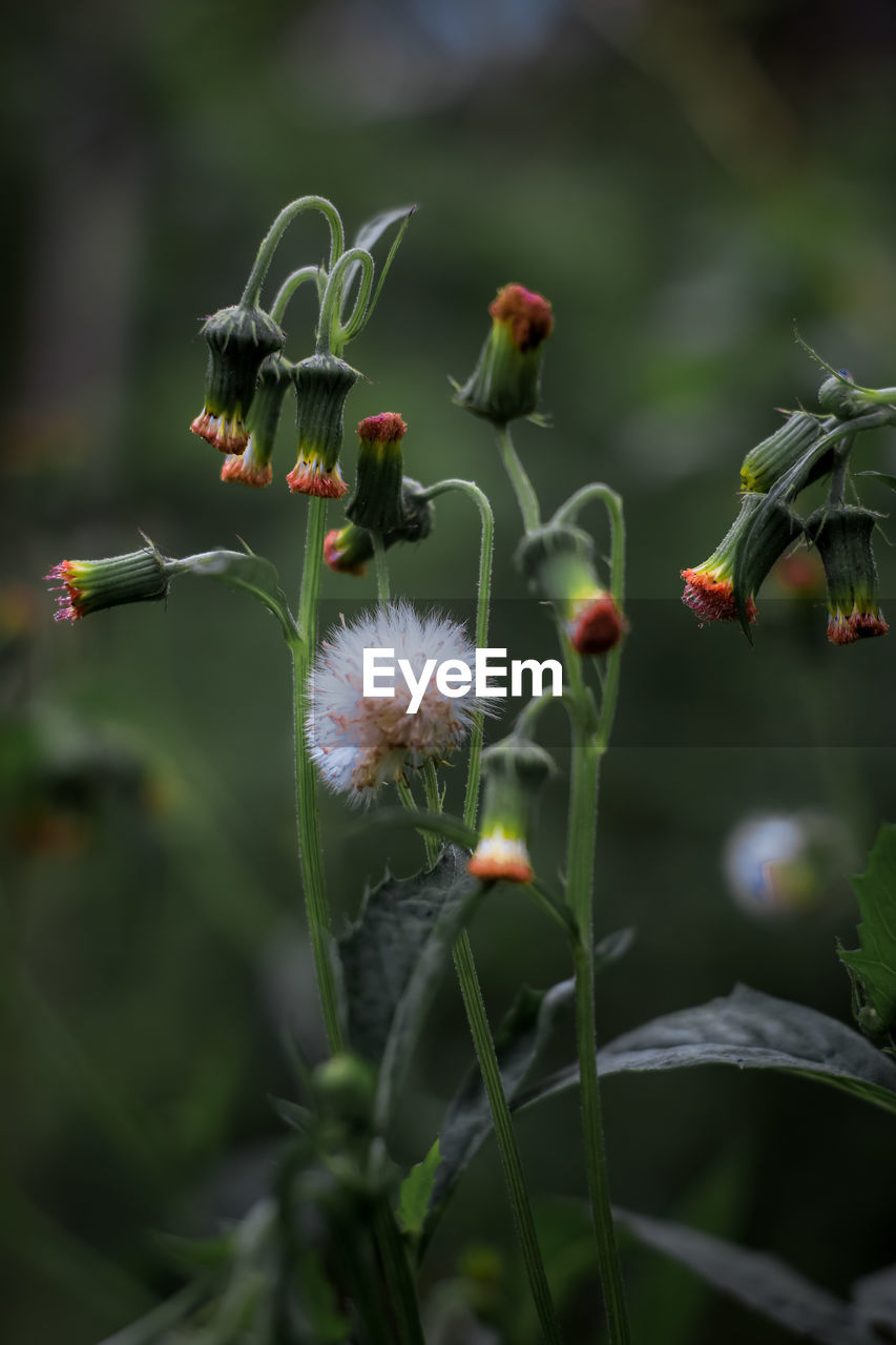 CLOSE-UP OF FLOWERING PLANTS