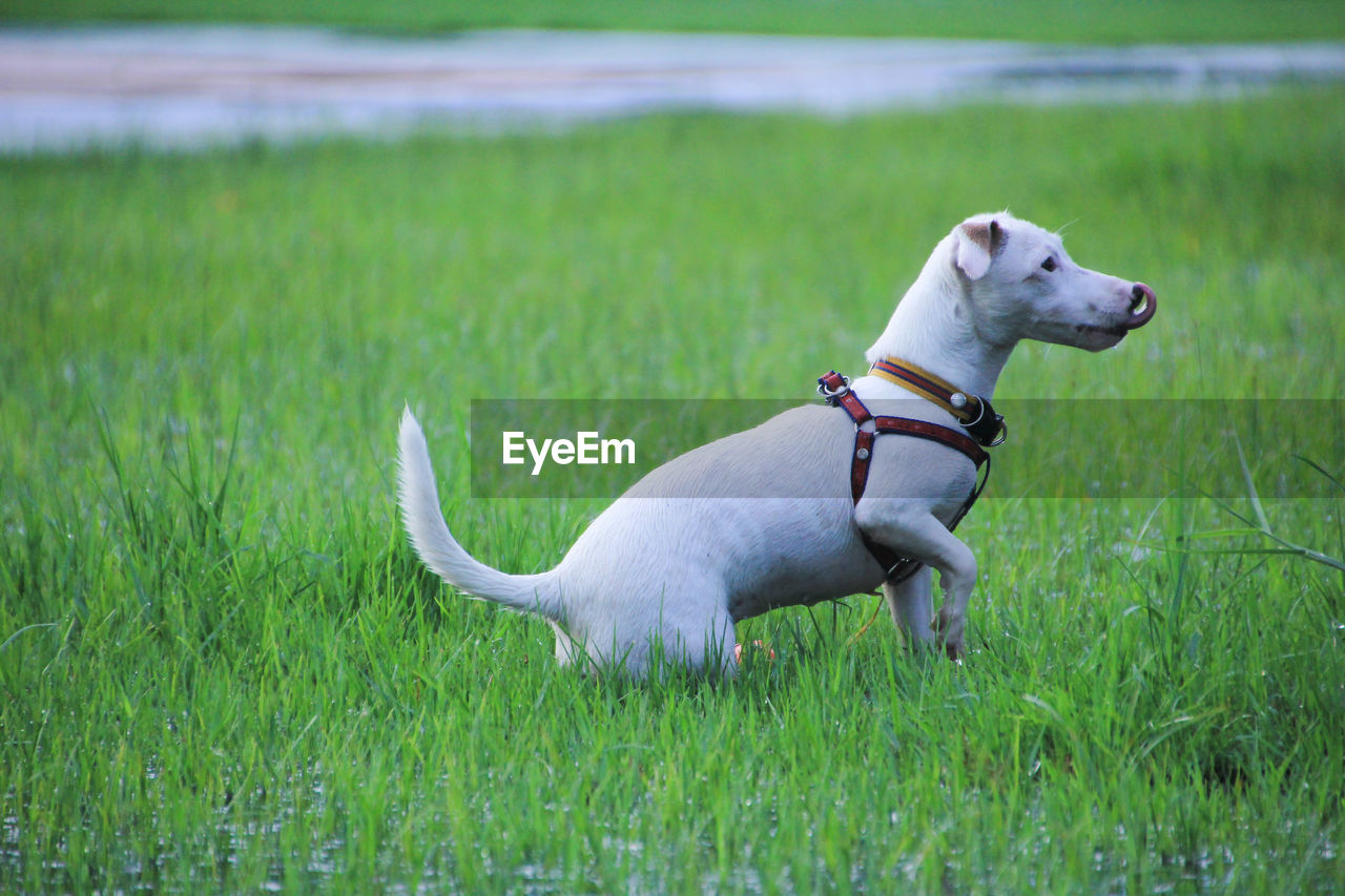 WHITE DOG ON FIELD