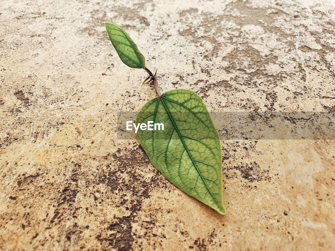 Green plant leaves on a ceramic table