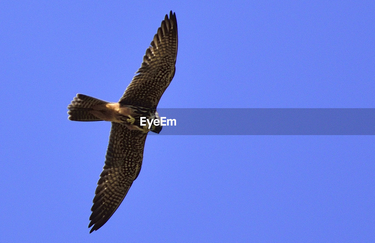 Low angle view of bird flying