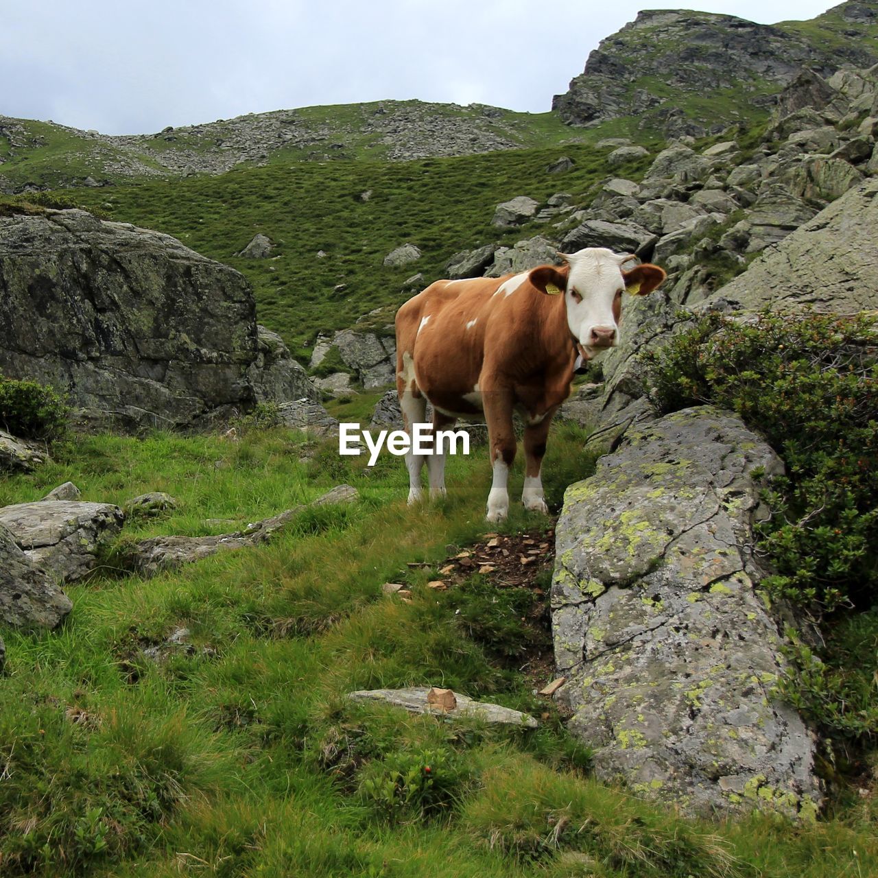 VIEW OF COWS STANDING ON LANDSCAPE