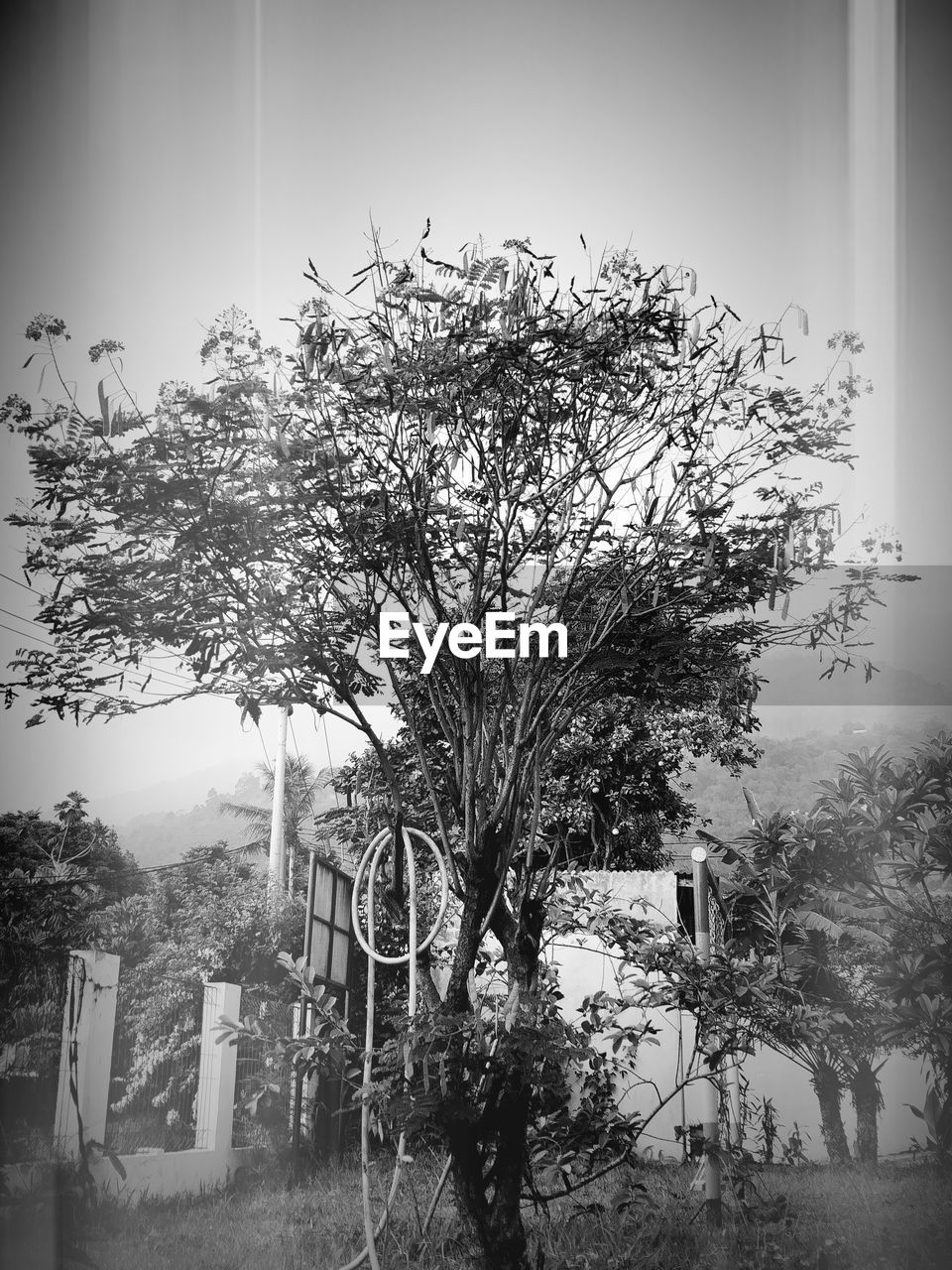 LOW ANGLE VIEW OF TREES AND PLANTS ON FIELD AGAINST SKY