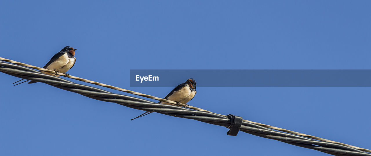 LOW ANGLE VIEW OF BIRD PERCHING ON CABLE