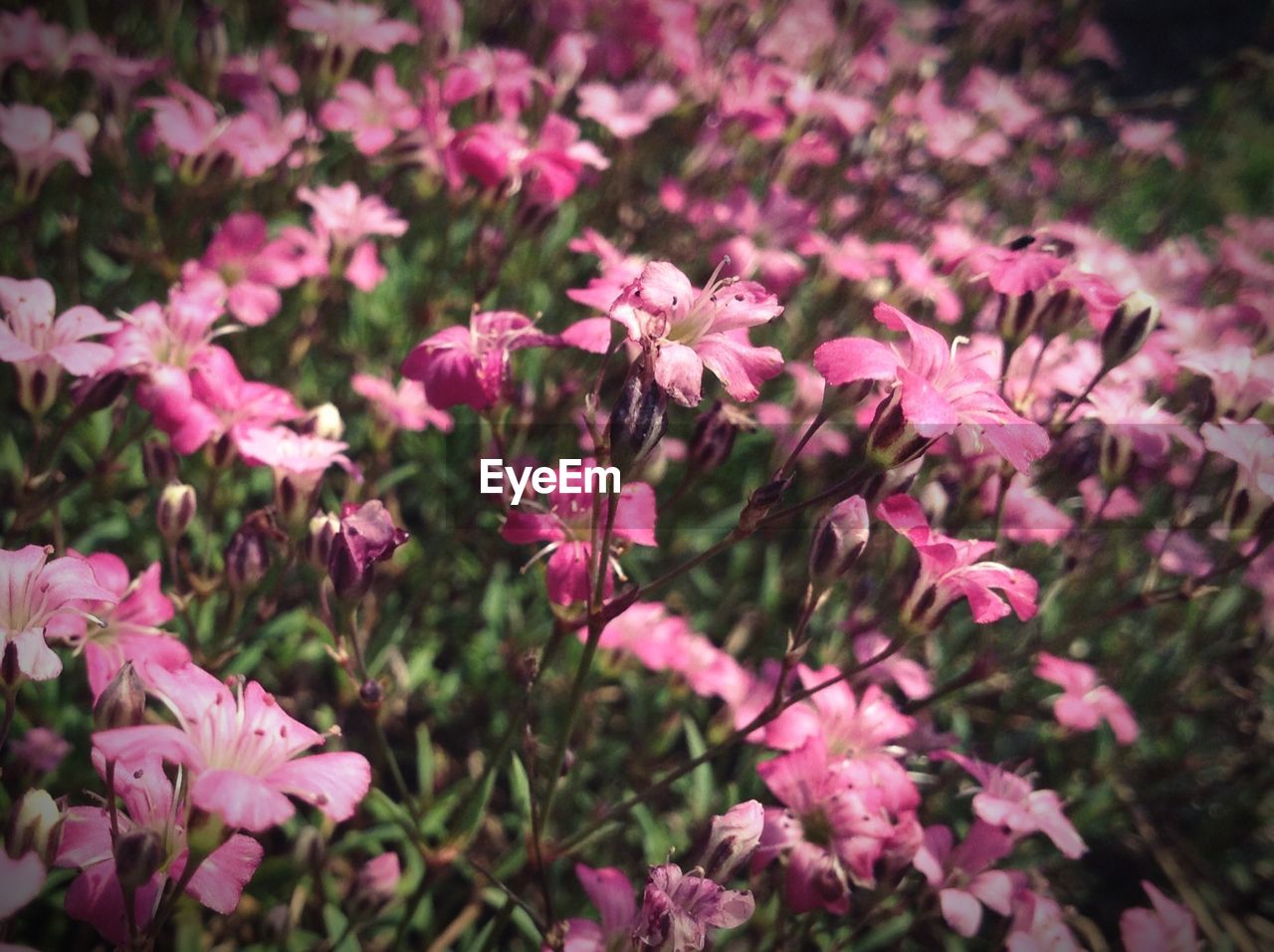 High angle view of pink flowers blooming in park