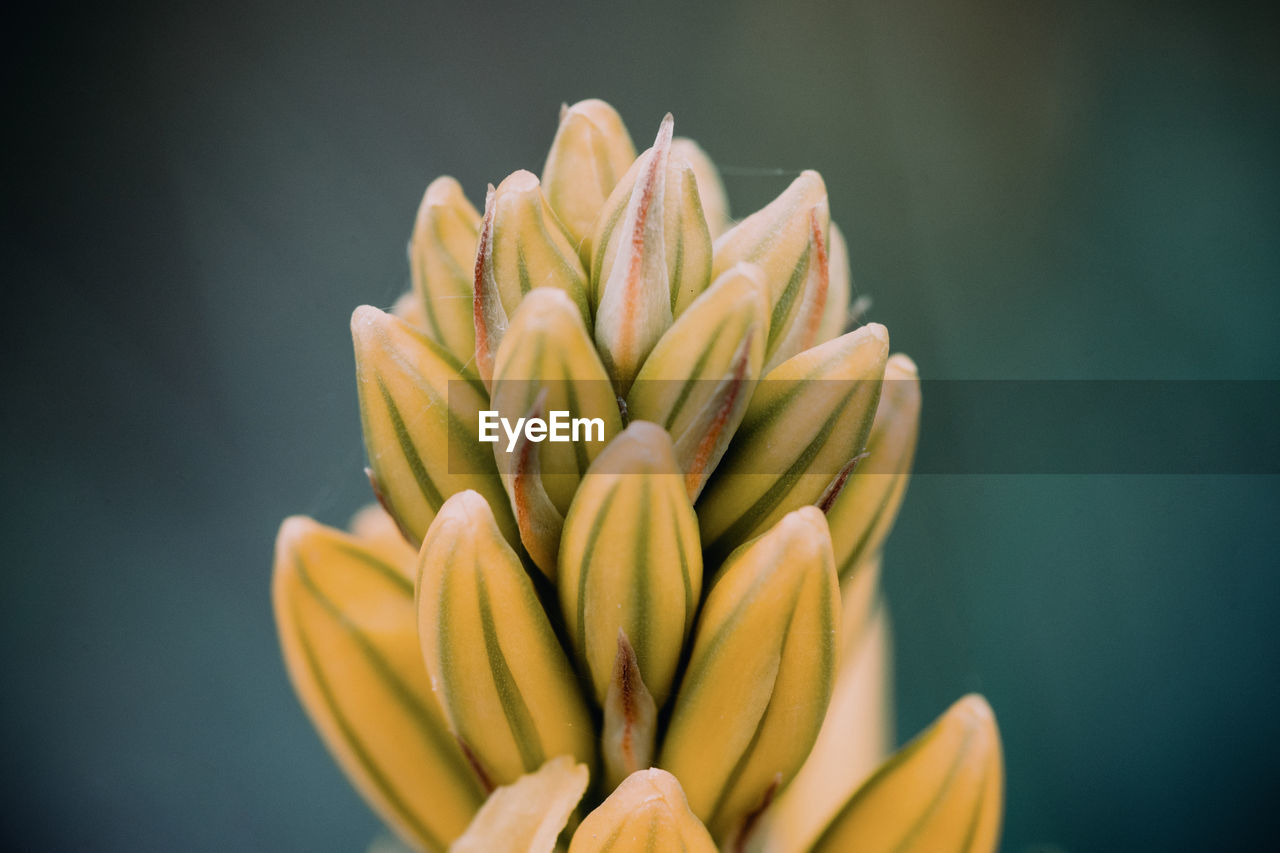 Close-up of yellow flowering plant