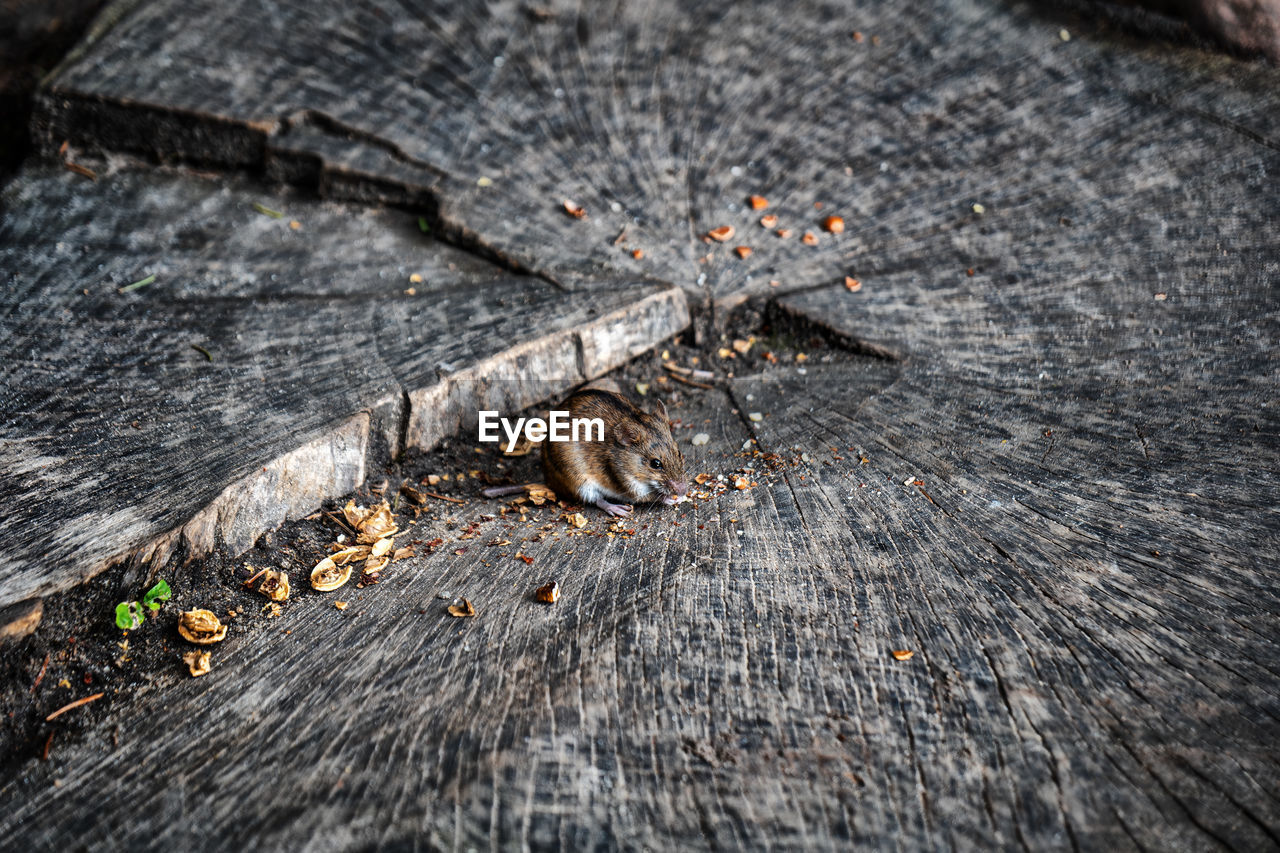 HIGH ANGLE VIEW OF INSECT ON WOODEN LOG