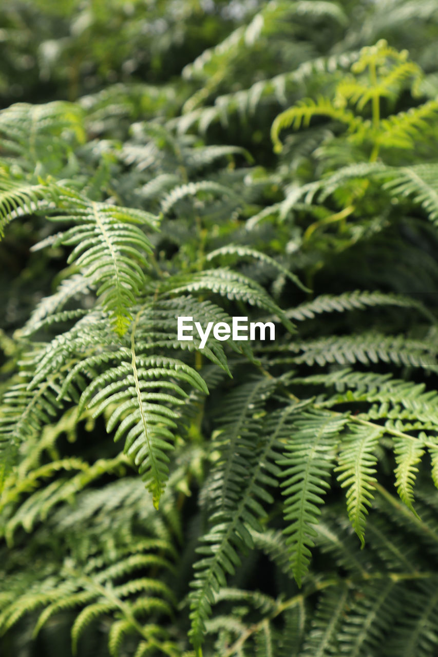 Close-up of fern leaves