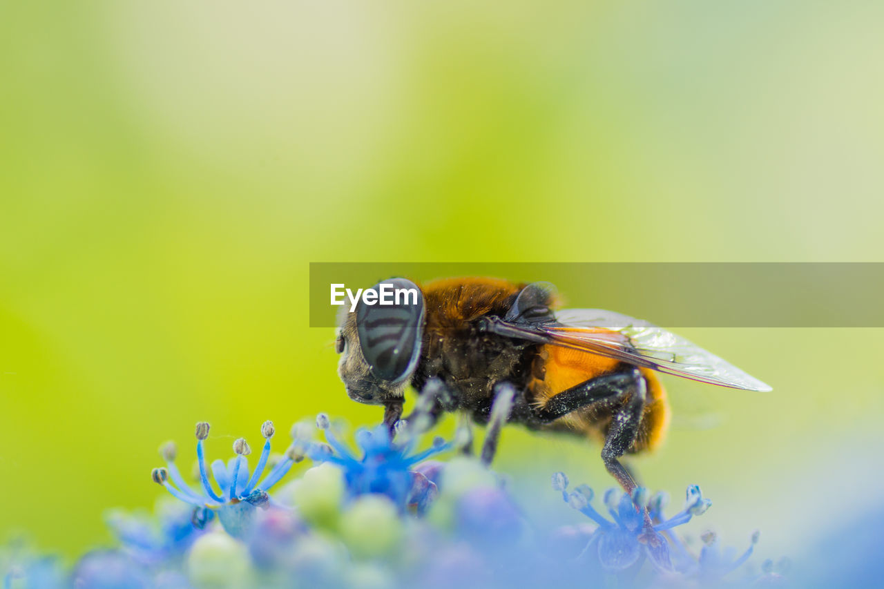 CLOSE-UP OF BEE ON FLOWERS