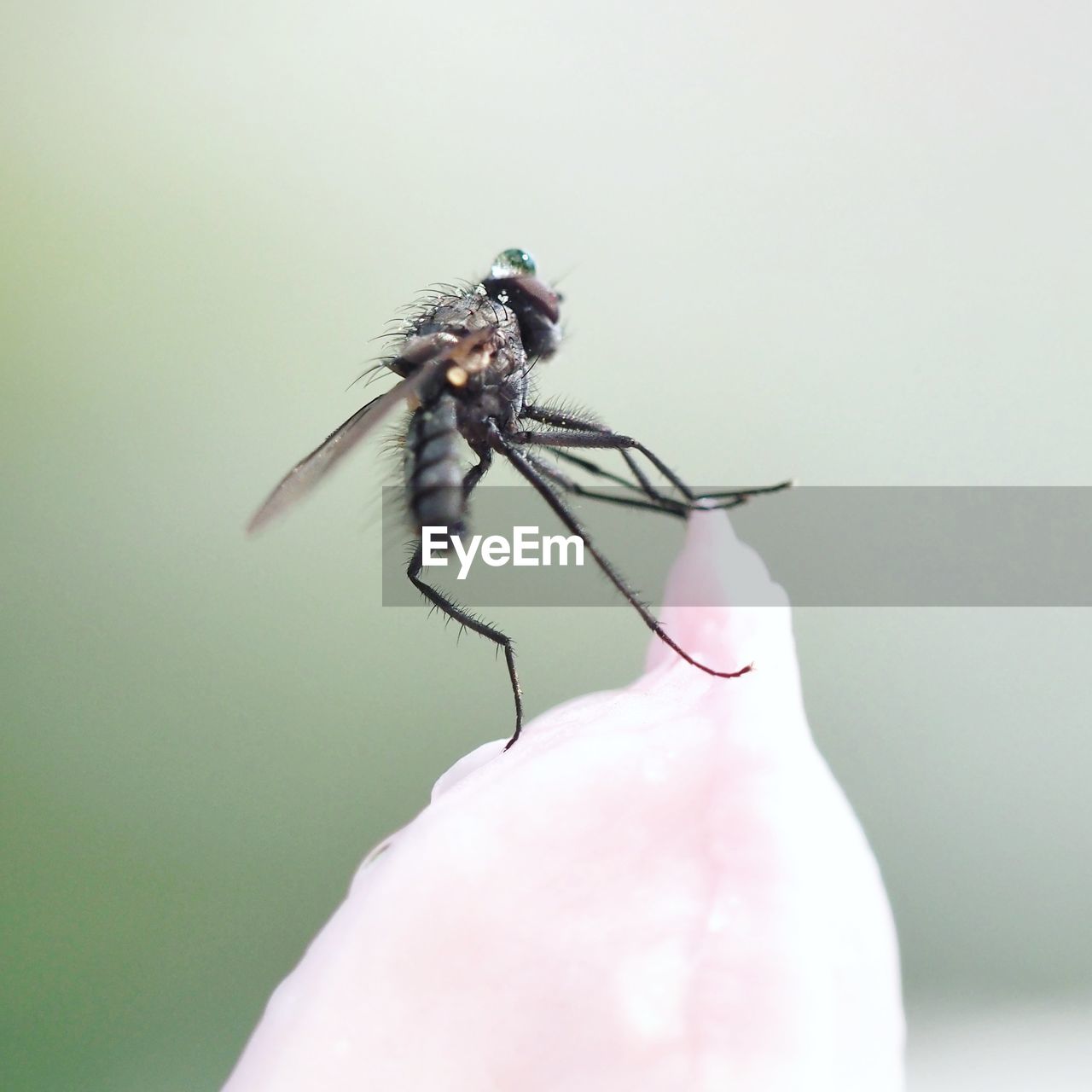 CLOSE-UP OF INSECT ON HAND