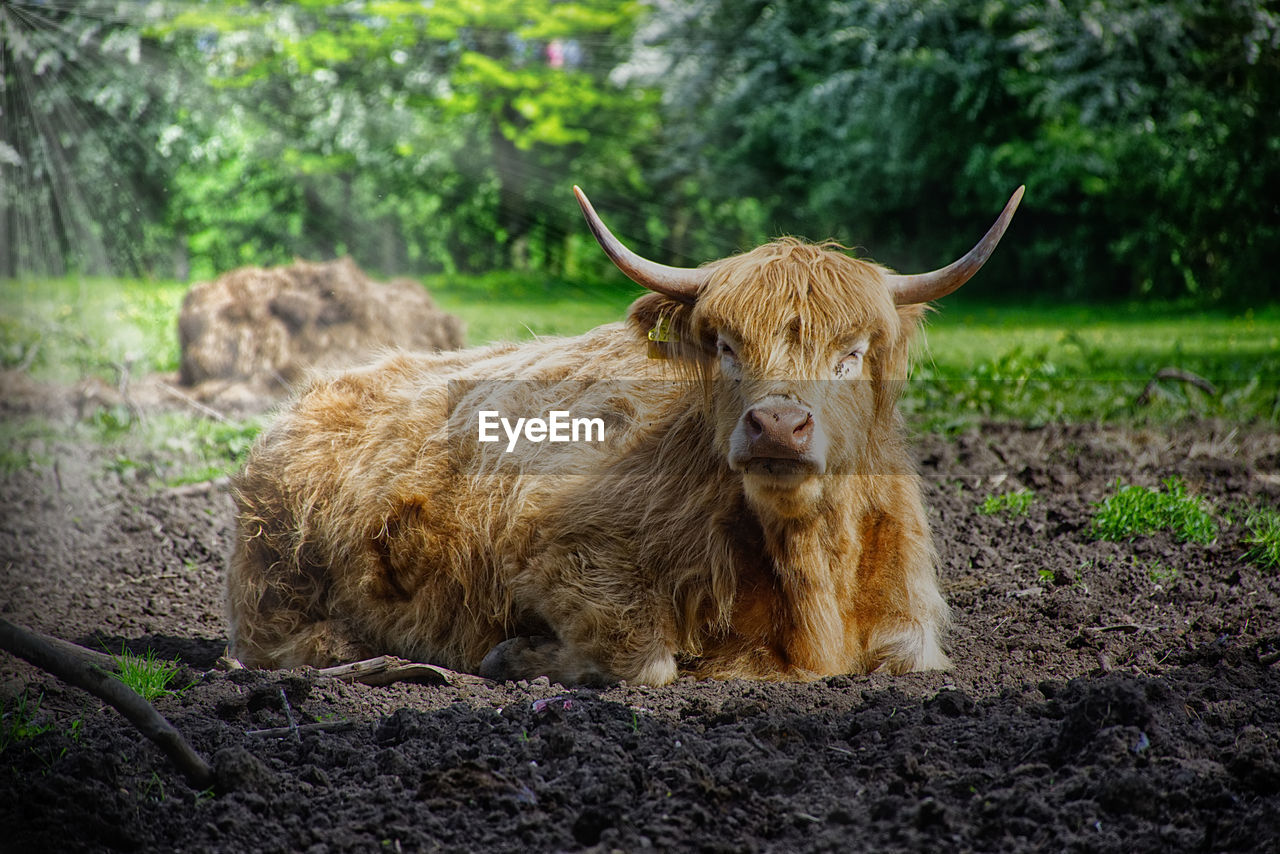 LION RELAXING IN FIELD