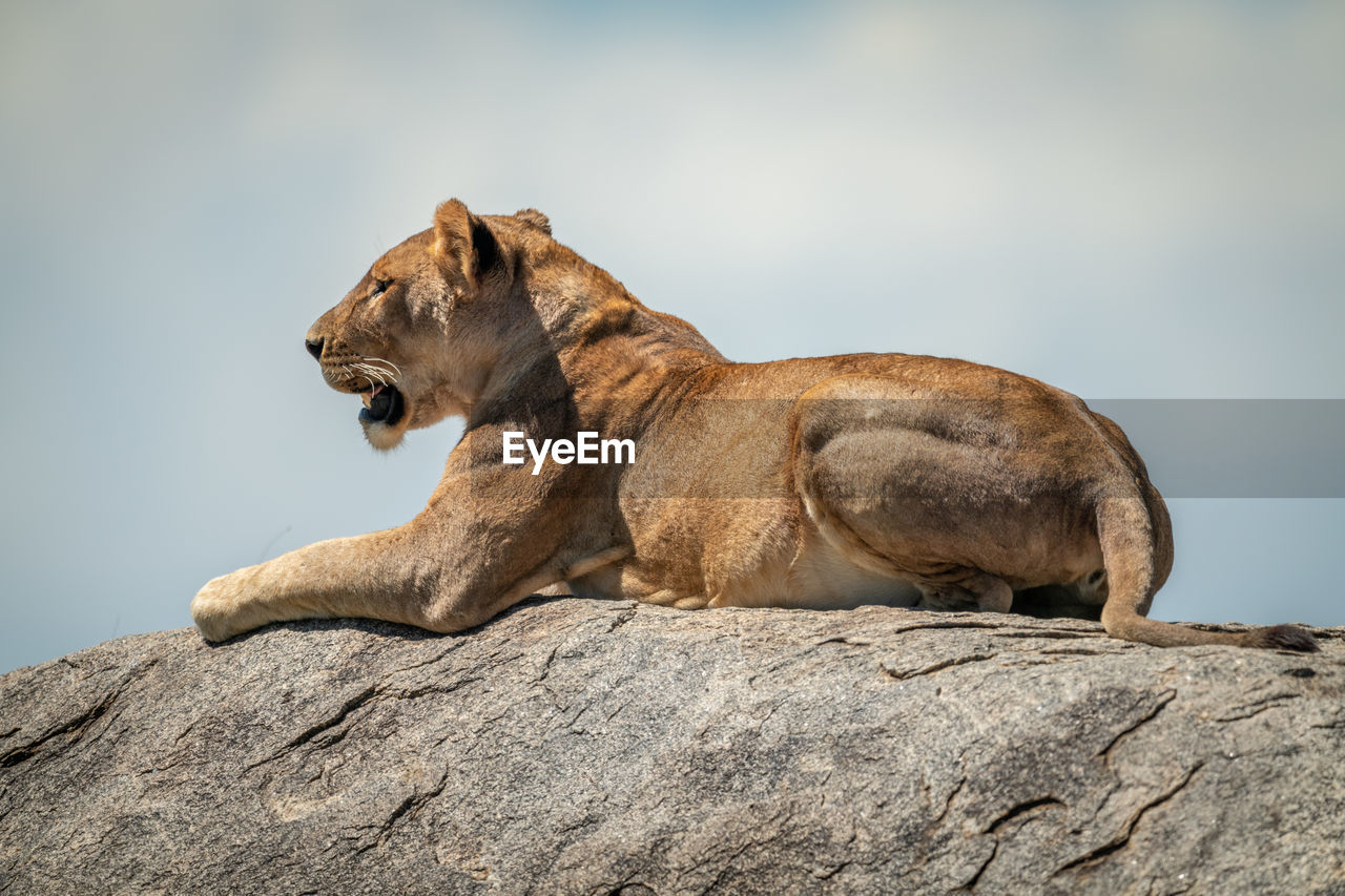 Big cat on rock against sky