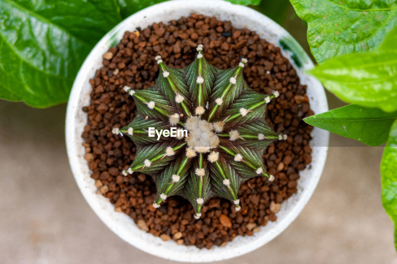 plant, leaf, plant part, growth, nature, green, food and drink, food, produce, soil, directly above, no people, medicine, healthcare and medicine, herb, close-up, high angle view, freshness, potted plant, indoors, beauty in nature, flower, wellbeing, botany, spice, agriculture, healthy eating