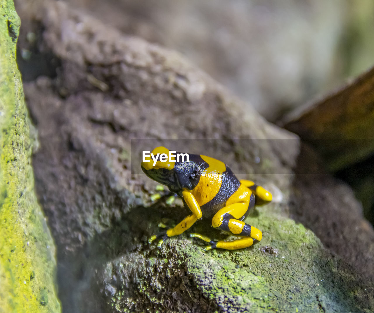 CLOSE-UP OF A REPTILE ON ROCK