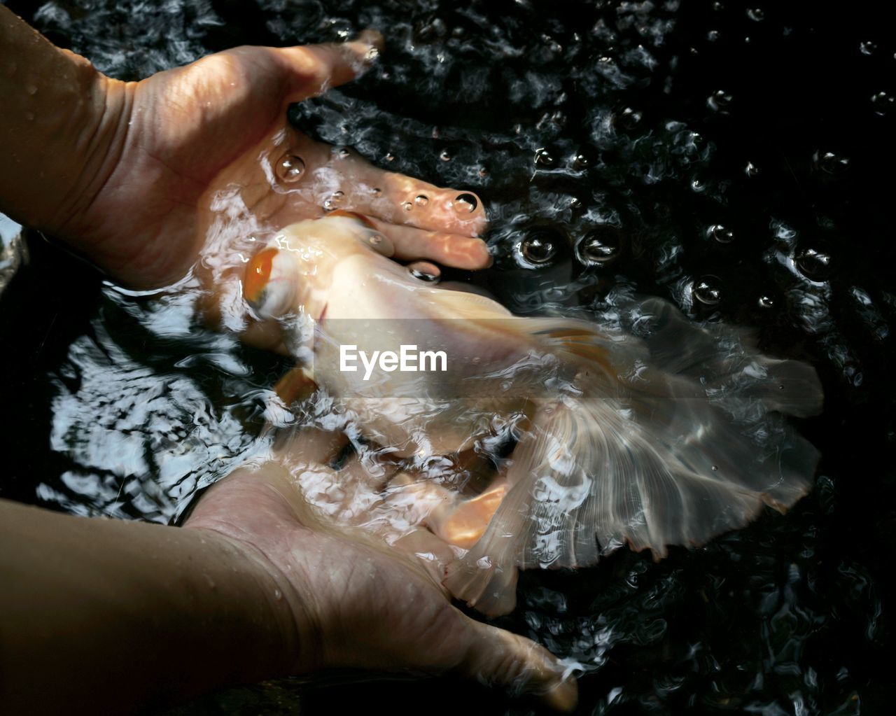 High angle view of hands by fish in water