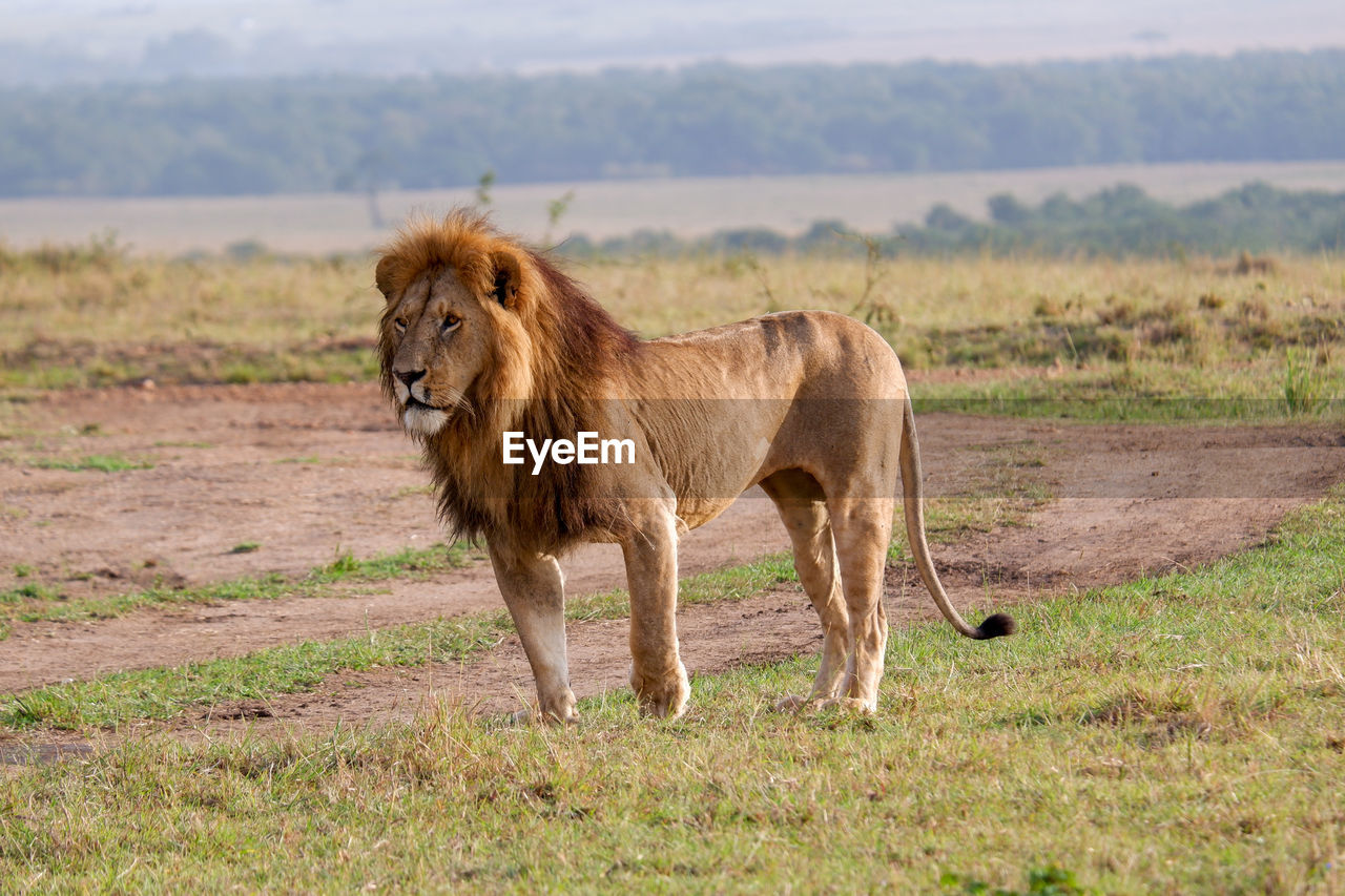Injured male lion standing in the maasai mara, kenya