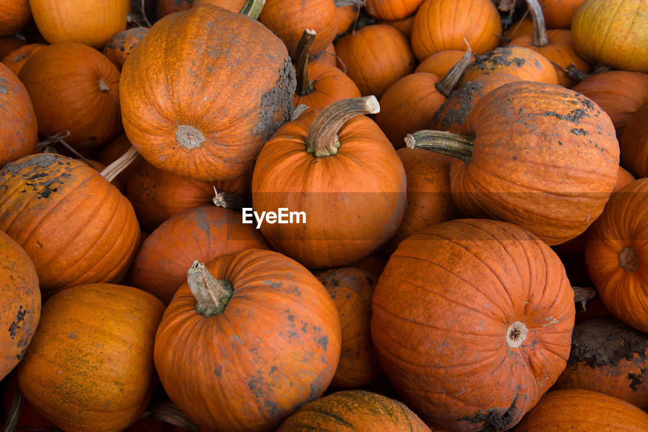 FULL FRAME SHOT OF PUMPKINS AT MARKET