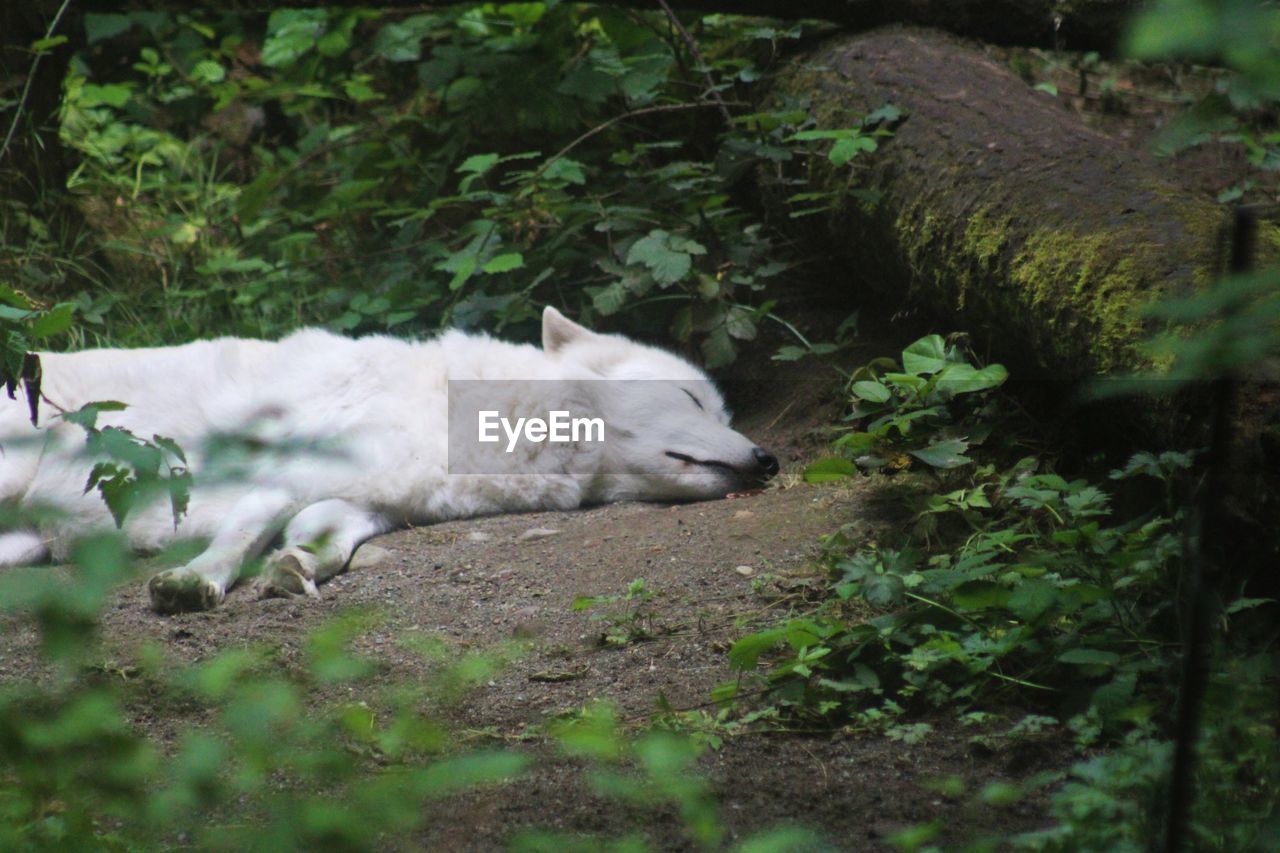 White wolf resting on ground
