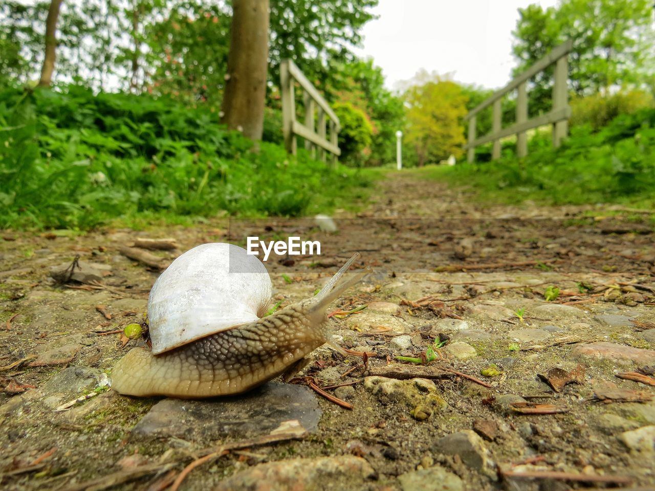 Snail on messy field