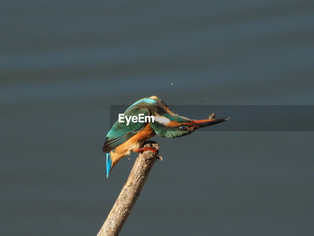 CLOSE-UP OF A BIRD PERCHING ON A WATER