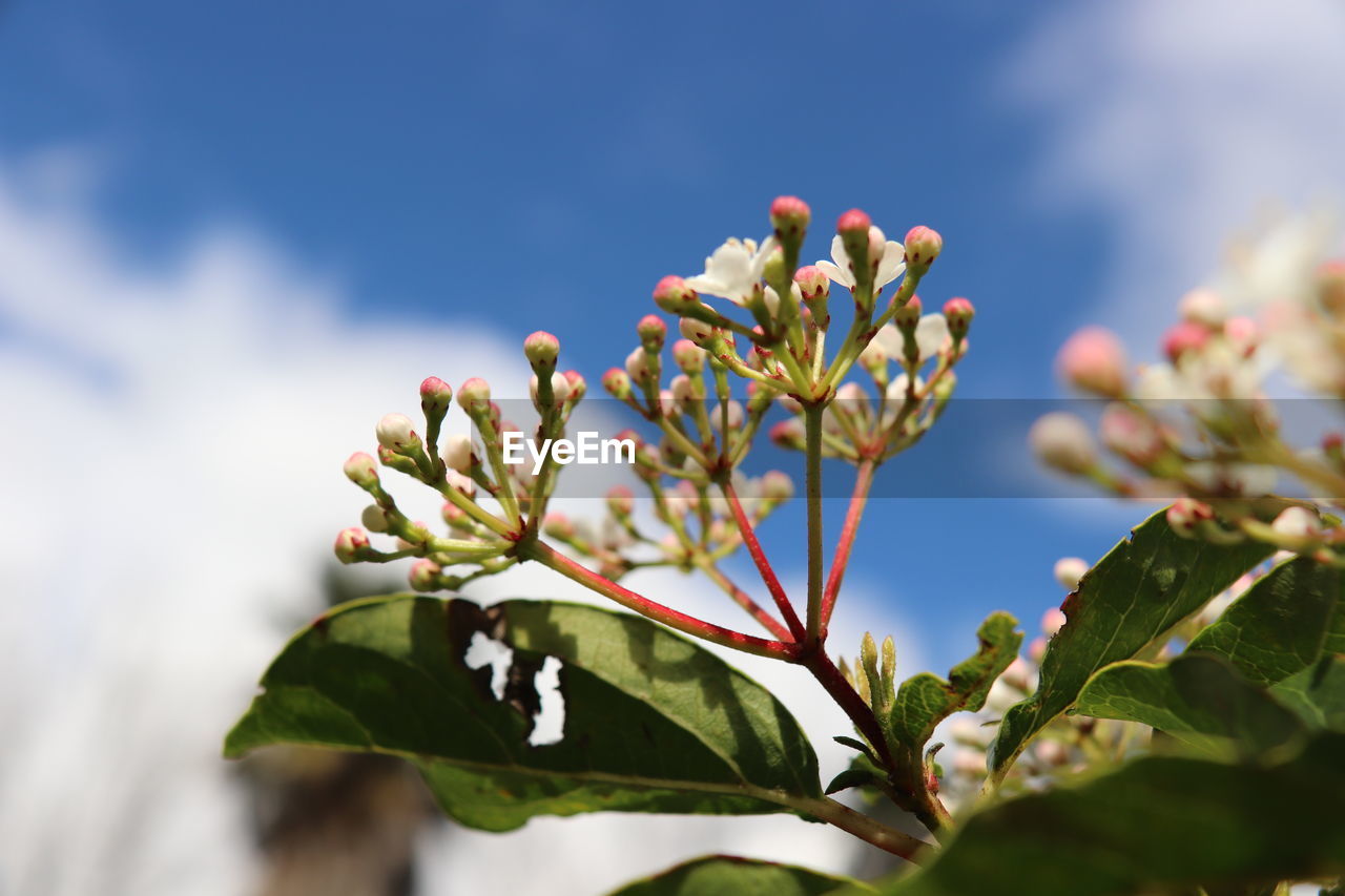 CLOSE-UP OF FLOWERS AGAINST SKY