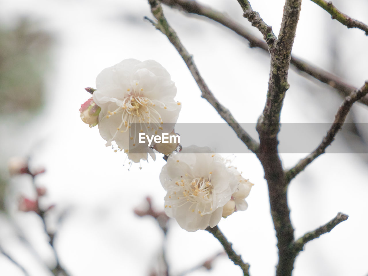 Close-up of cherry blossoms in spring