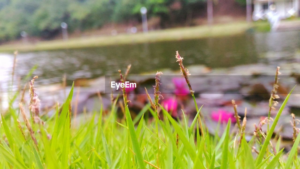 Close-up of plant by lake