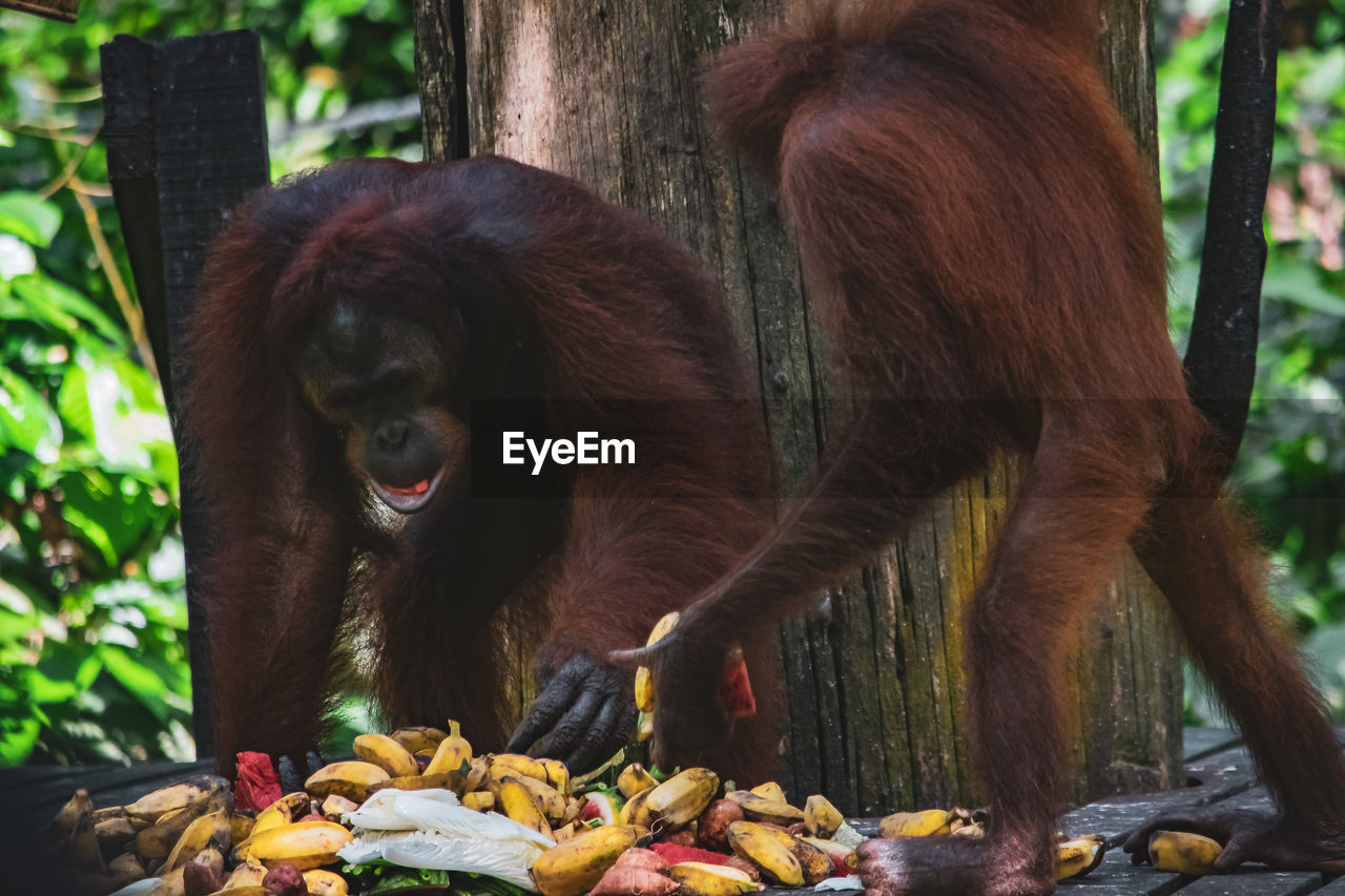 animal themes, animal, mammal, primate, monkey, animal wildlife, wildlife, food, orangutan, ape, zoo, tree, food and drink, eating, jungle, forest, nature, great ape, plant, no people, group of animals, land, healthy eating, fruit, outdoors, day