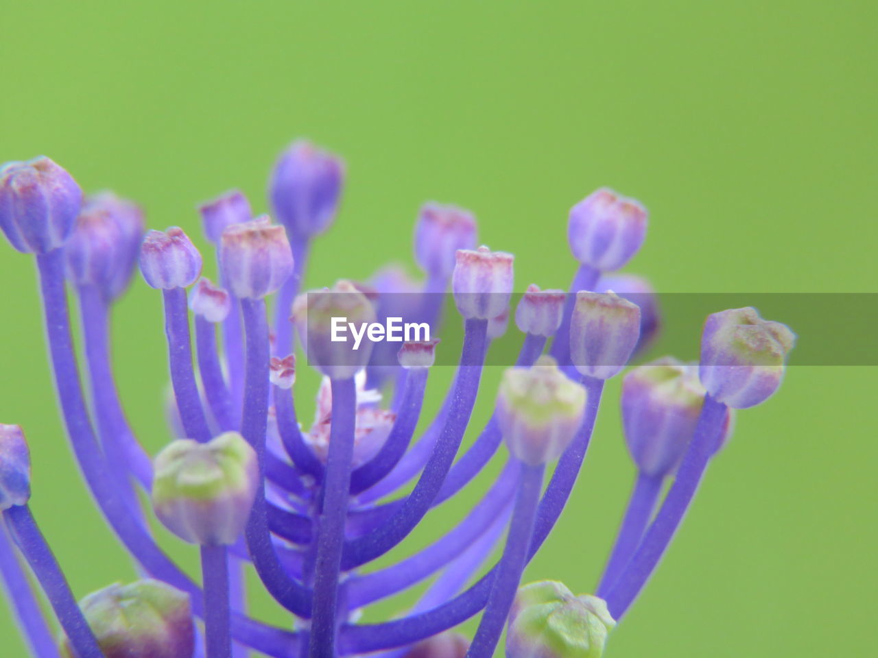 Close-up of purple flowers