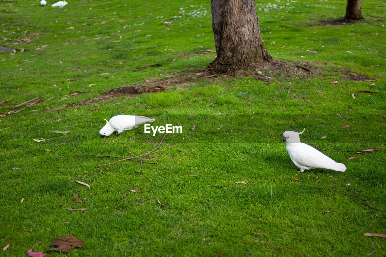 WHITE BIRD ON FIELD