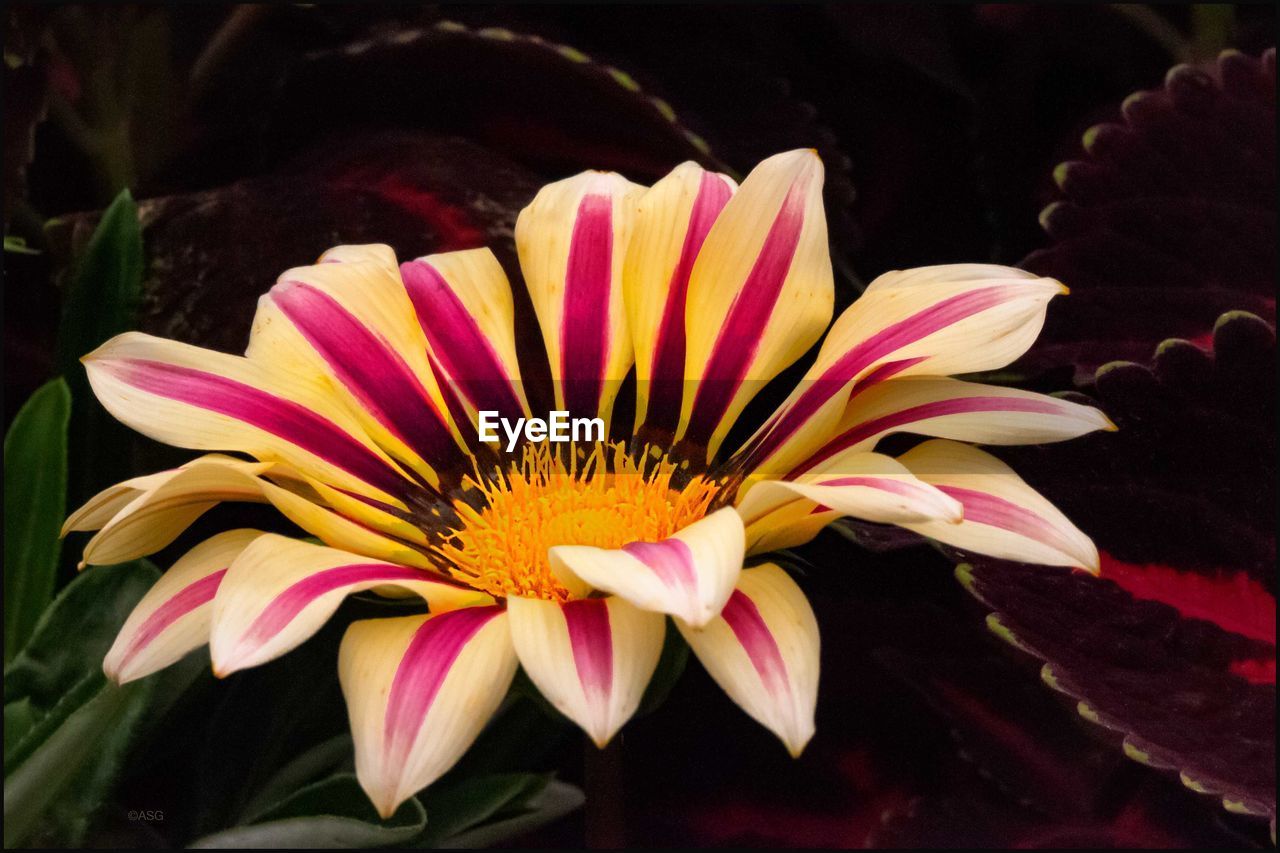 CLOSE-UP OF PINK FLOWER WITH WATER LILY