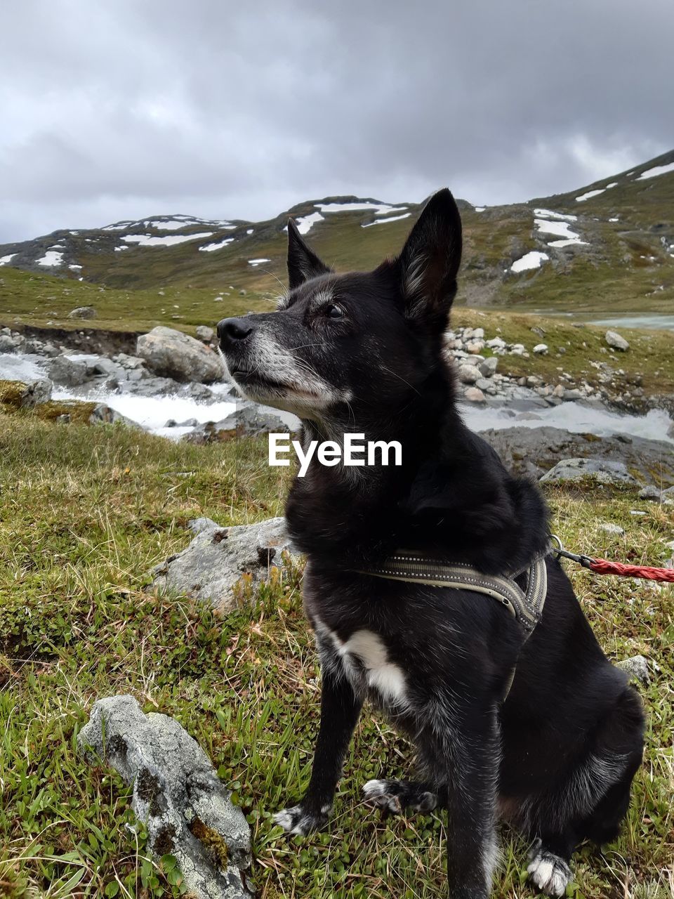 Black dog looking away on rock against sky