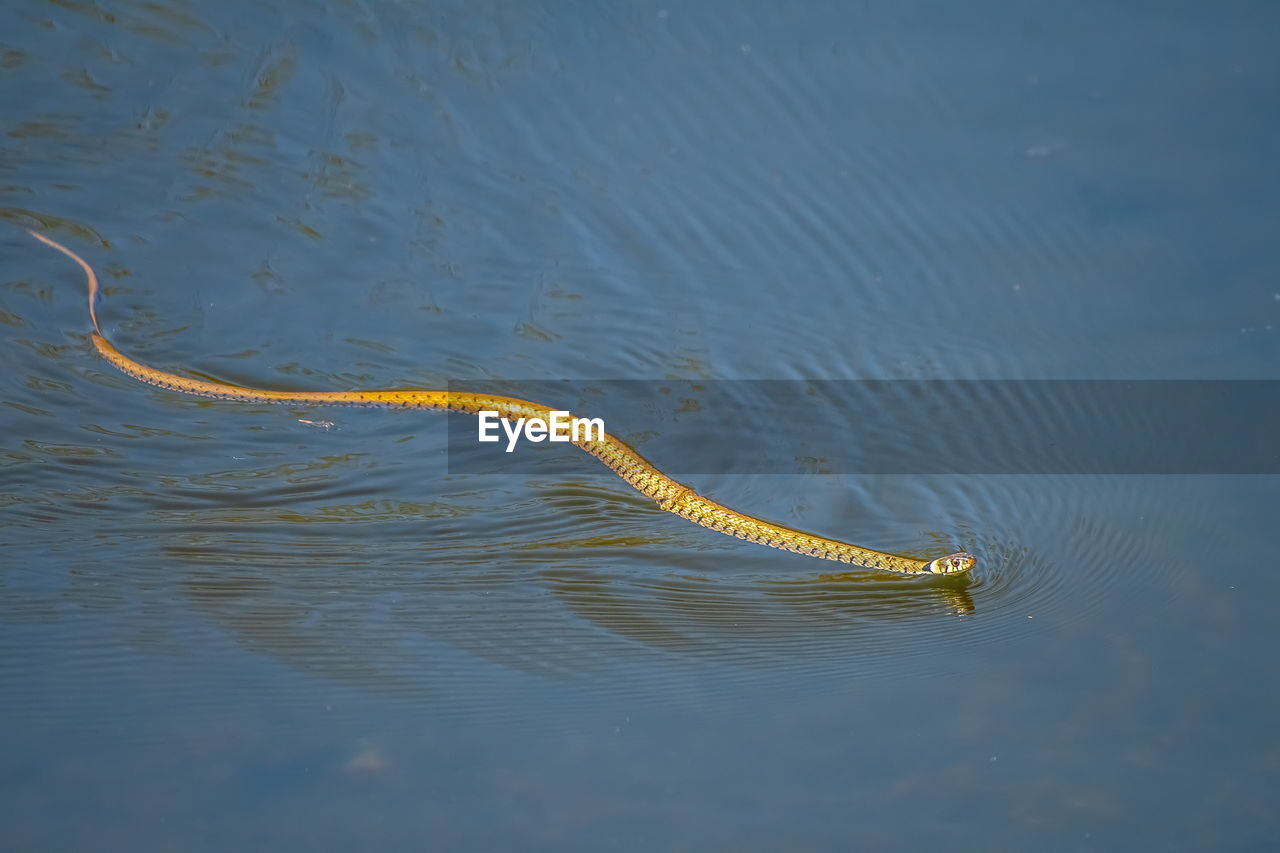 Grass snake swimming in a lake