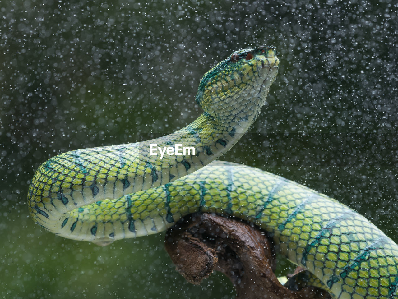 High angle view of snake