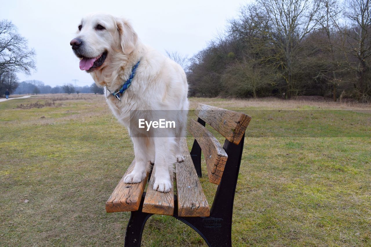 Dog sitting on bench at park