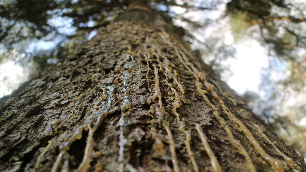 Low angle view of tree growing