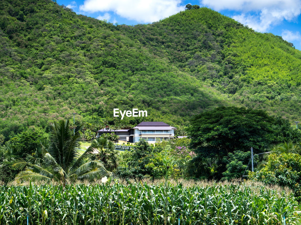 SCENIC VIEW OF GREEN LANDSCAPE AND MOUNTAINS