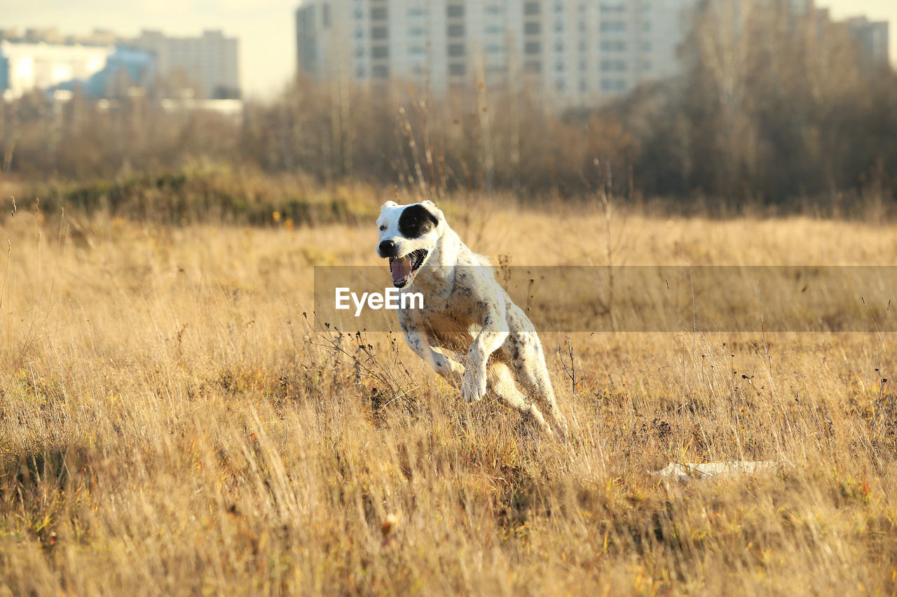 DOG RUNNING IN FIELD